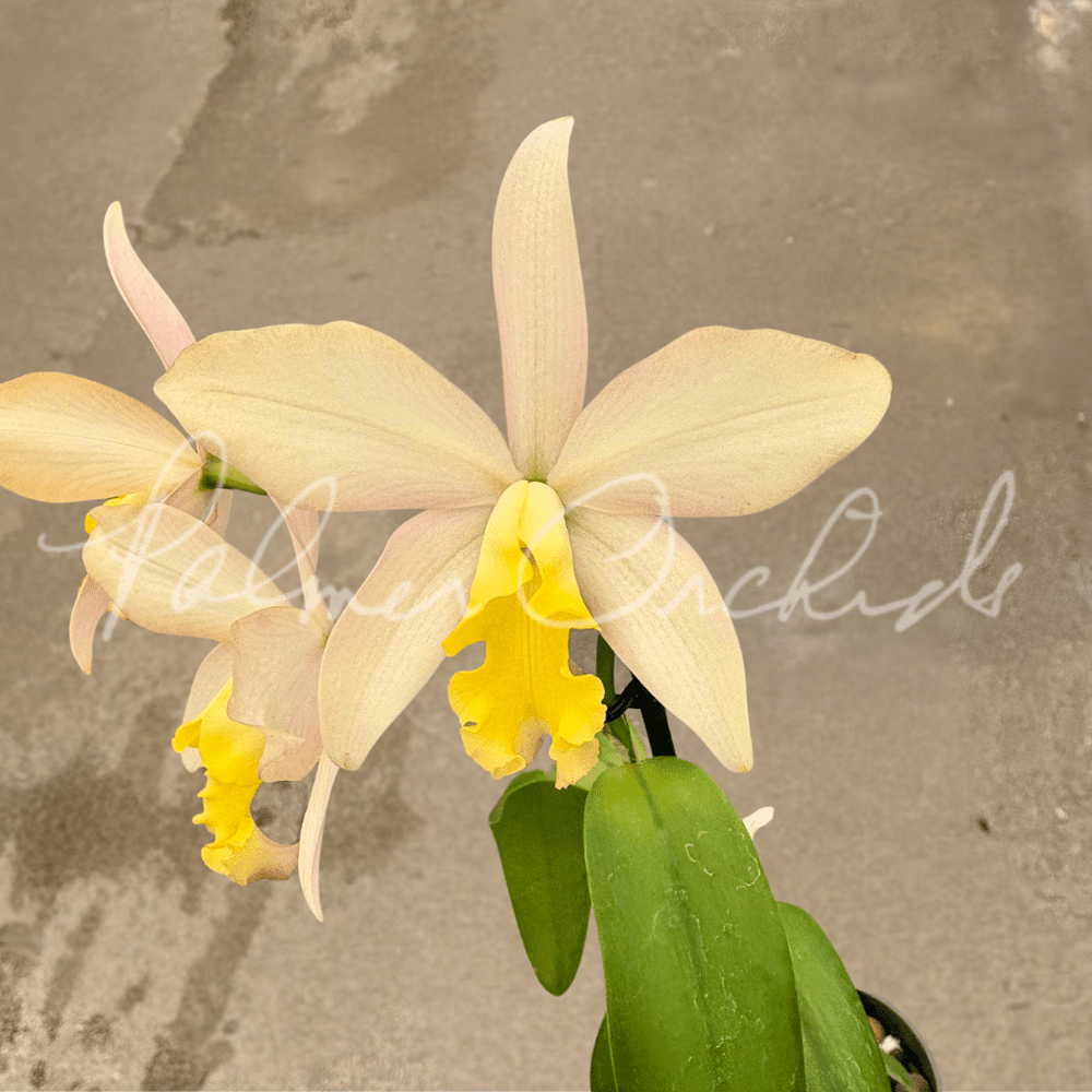 Ctt. Magic Bell — Palmer Orchids